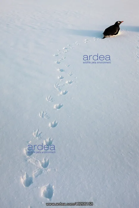 : Antarctica, Wiencke Island, Gentoo Penguin : Antarctica, Wiencke Island, Gentoo Penguin