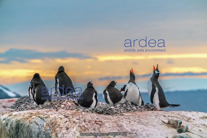 : Antarctica, Wiencke Island. Gentoo penguins in rookery at : Antarctica, Wiencke Island. Gentoo penguins in rookery at