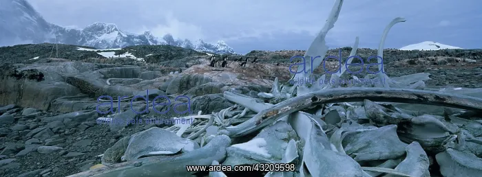  : Antarctica, Wiencke Island, Sun-bleached
