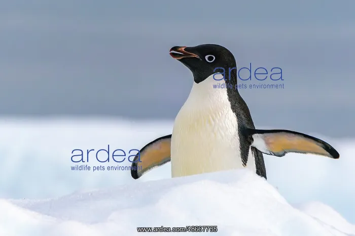 : Antarctica, Yalour Islands. Adelie penguin close-up. ic Cath : Antarctica, Yalour Islands. Adelie penguin close-up. ic Cath