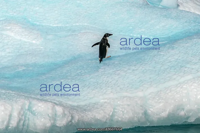 : Antarctica, Yalour Islands. Adelie penguin on iceberg : Antarctica, Yalour Islands. Adelie penguin on iceberg