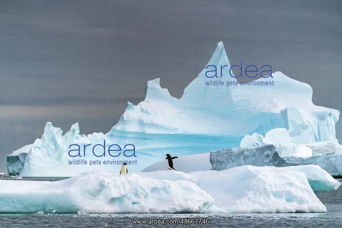 : Antarctica, Yalour Islands. Adelie penguins on iceberg : Antarctica, Yalour Islands. Adelie penguins on iceberg