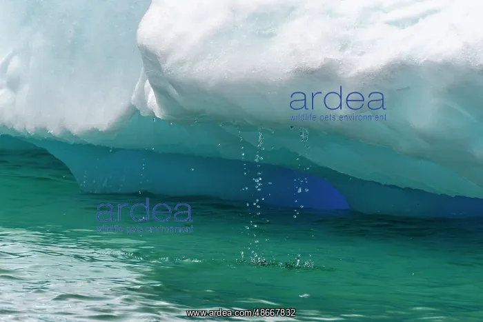  : Antarctica, Yalour Islands. Close-up of melting iceberg
