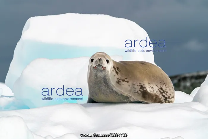 : Antarctica, Yalour Islands. Crabeater seal on iceberg : Antarctica, Yalour Islands. Crabeater seal on iceberg