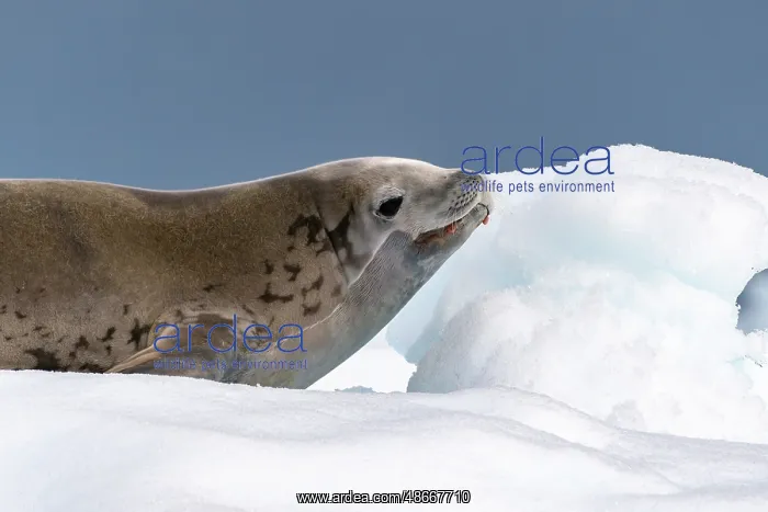 : Antarctica, Yalour Islands. Crabeater seal on iceberg : Antarctica, Yalour Islands. Crabeater seal on iceberg