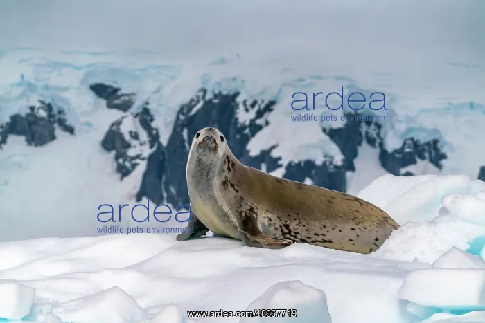 : Antarctica, Yalour Islands. Crabeater seal on iceberg : Antarctica, Yalour Islands. Crabeater seal on iceberg