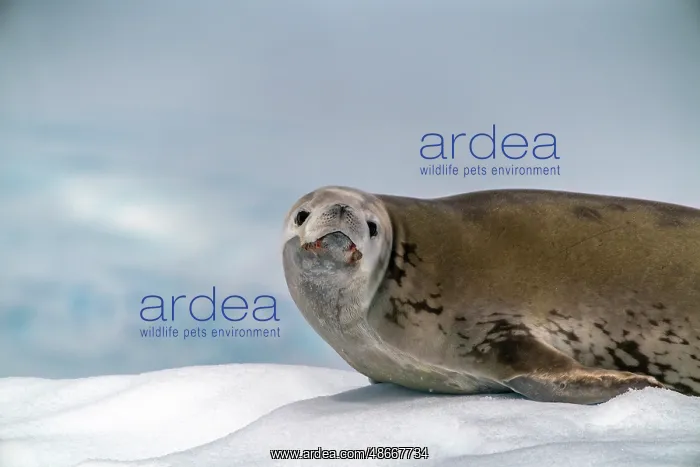 : Antarctica, Yalour Islands. Crabeater seal on iceberg : Antarctica, Yalour Islands. Crabeater seal on iceberg