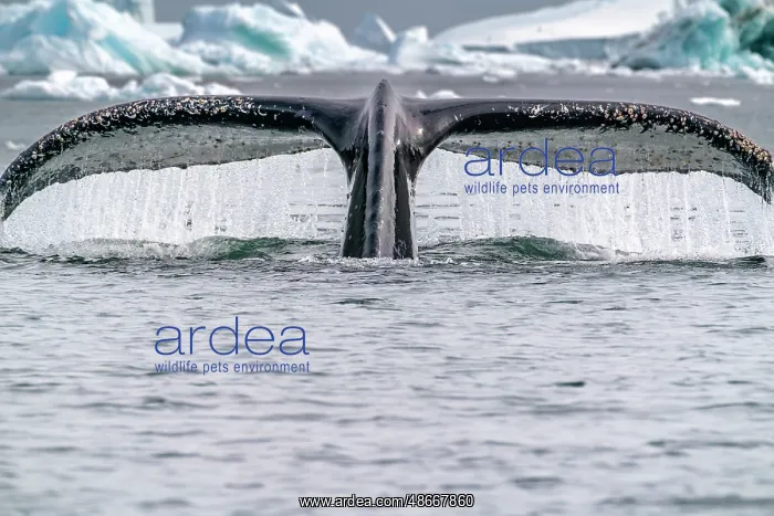 : Antarctica, Yalour Islands. Humpback whale fluke close-up : Antarctica, Yalour Islands. Humpback whale fluke close-up