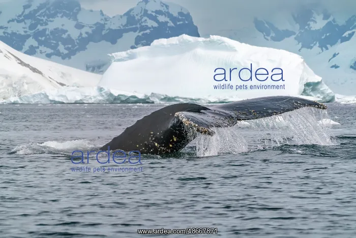 : Antarctica, Yalour Islands. Humpback whale fluke close-up : Antarctica, Yalour Islands. Humpback whale fluke close-up