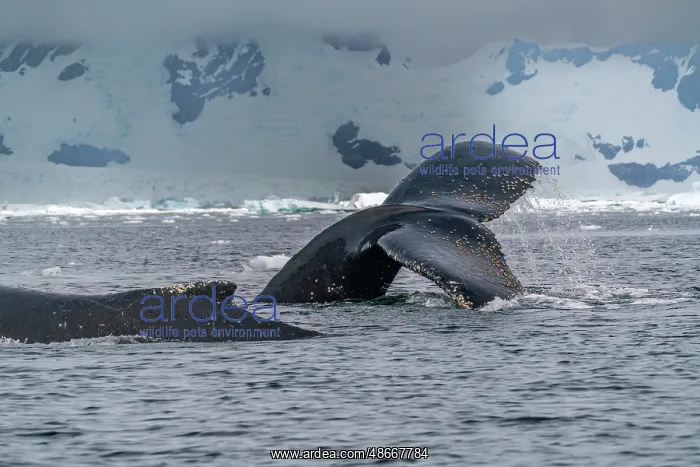 : Antarctica, Yalour Islands. Humpback whales close-up. ic Cat : Antarctica, Yalour Islands. Humpback whales close-up. ic Cat