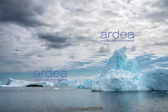 : Antarctica, Yalour Islands. Landscape with icebergs and : Antarctica, Yalour Islands. Landscape with icebergs and