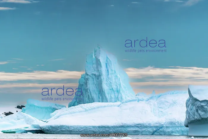 : Antarctica, Yalour Islands. Landscape with icebergs and : Antarctica, Yalour Islands. Landscape with icebergs and