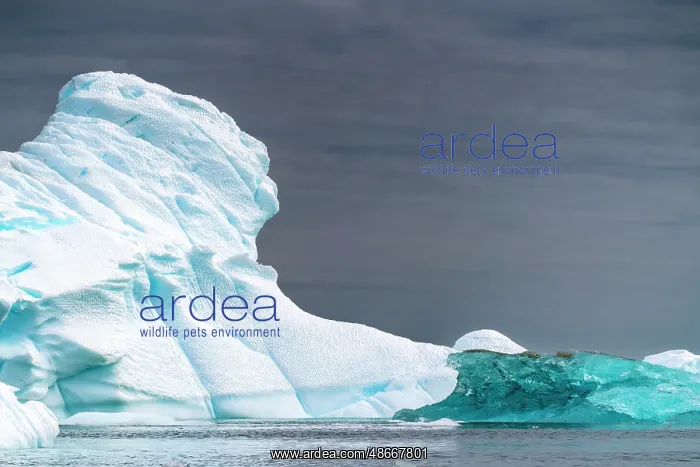 : Antarctica, Yalour Islands. Landscape with icebergs and : Antarctica, Yalour Islands. Landscape with icebergs and