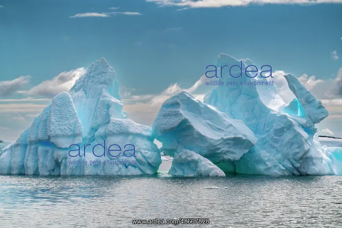 : Antarctica, Yalour Islands. Landscape with icebergs and : Antarctica, Yalour Islands. Landscape with icebergs and