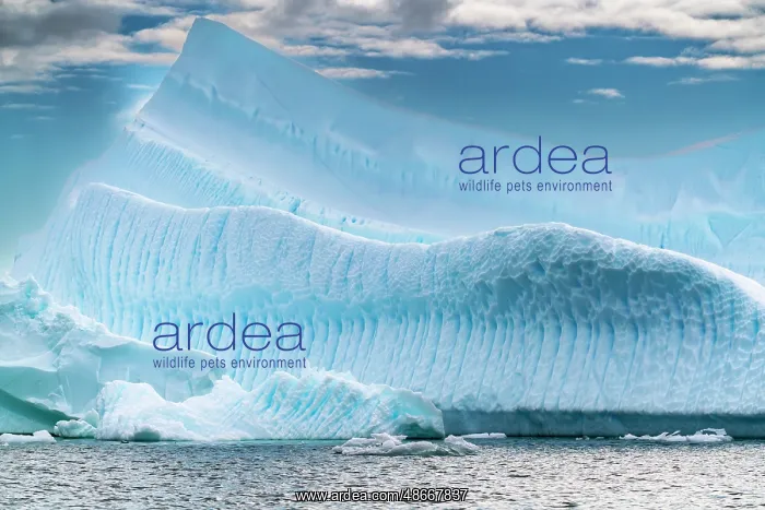 : Antarctica, Yalour Islands. Landscape with icebergs and : Antarctica, Yalour Islands. Landscape with icebergs and