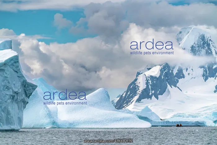 : Antarctica, Yalour Islands. Tourists in Zodiacs viewing : Antarctica, Yalour Islands. Tourists in Zodiacs viewing