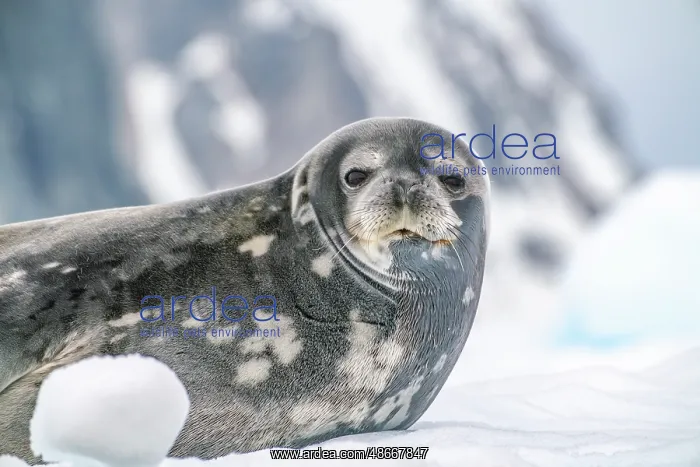 : Antarctica, Yalour Islands. Weddell seal on iceberg. ic Cath : Antarctica, Yalour Islands. Weddell seal on iceberg. ic Cath