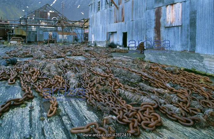 : ANTARTIC Region - Grytviken, old whaling station : ANTARTIC Region - Grytviken, old whaling station