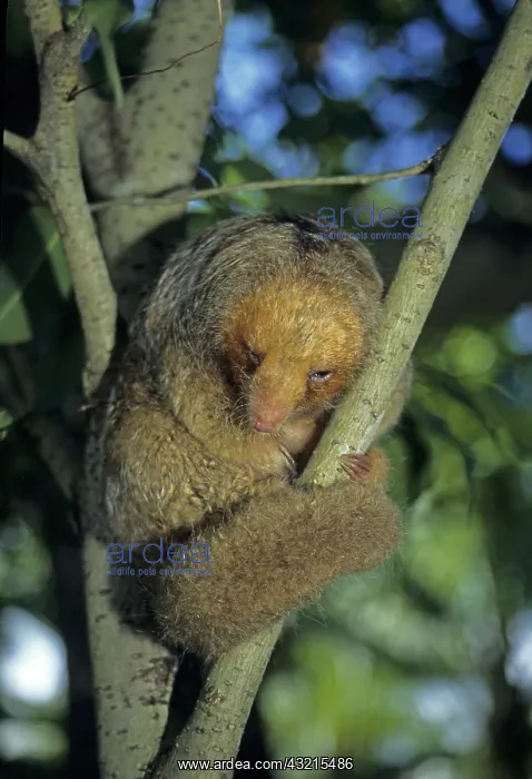 : Anteater, Cyclopes Didactylus : Anteater, Cyclopes Didactylus