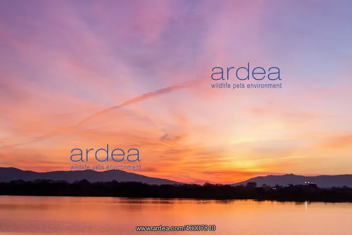 : Antela Marsh at sunset Antela Marsh, Galicia, Spain : Antela Marsh at sunset Antela Marsh, Galicia, Spain