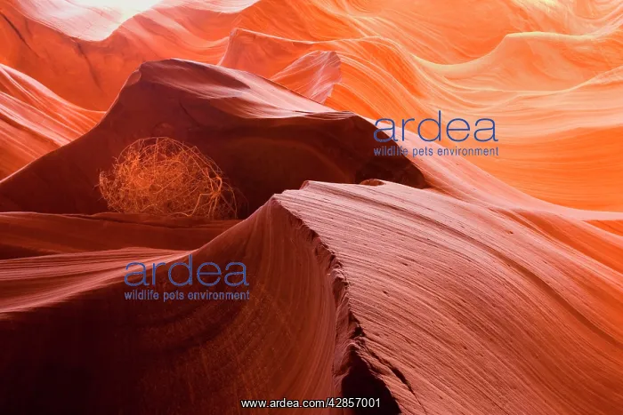 : Antelope Canyon - swirling Navajo sandstone : Antelope Canyon - swirling Navajo sandstone