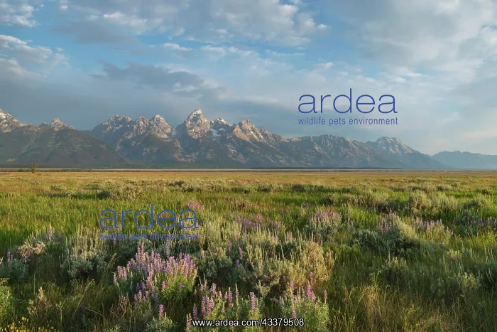 : Antelope Flats lupines and sagebrush. Grand Teton : Antelope Flats lupines and sagebrush. Grand Teton