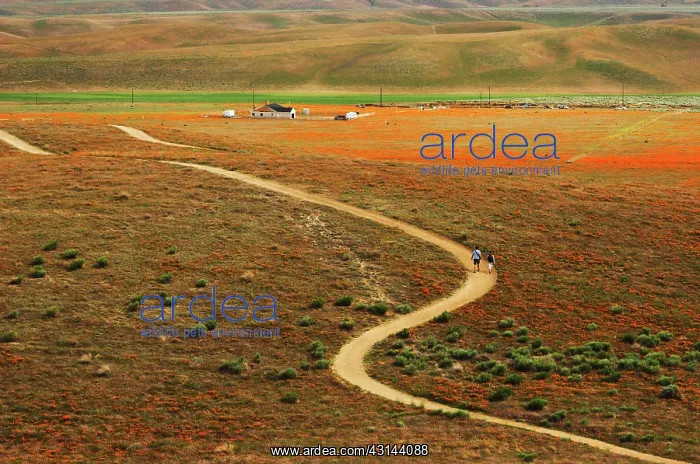: Antelope Valley : Antelope Valley