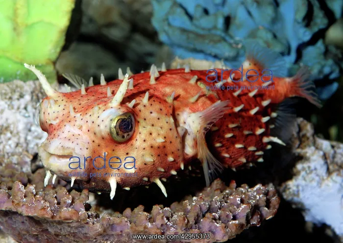 : Antenna Burrfish : Antenna Burrfish