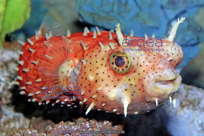 : Antenna Burrfish : Antenna Burrfish