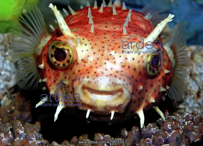 : Antenna Burrfish : Antenna Burrfish