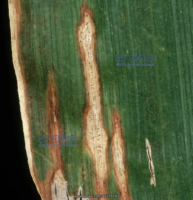 : Anthacnose on Corn : Anthacnose on Corn
