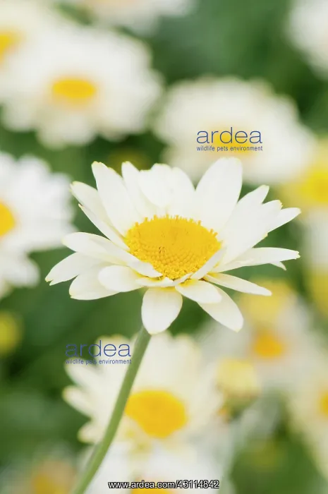 : Anthemis Tetworth, Anthemis, Yellow, Annual, Summer Flower : Anthemis Tetworth, Anthemis, Yellow, Annual, Summer Flower