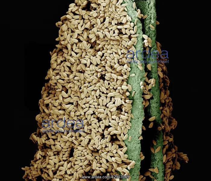 : anther of a lily with pollen : anther of a lily with pollen