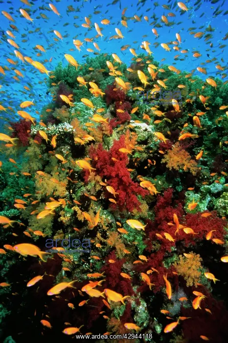 : Anthias - school on coral reef : Anthias - school on coral reef