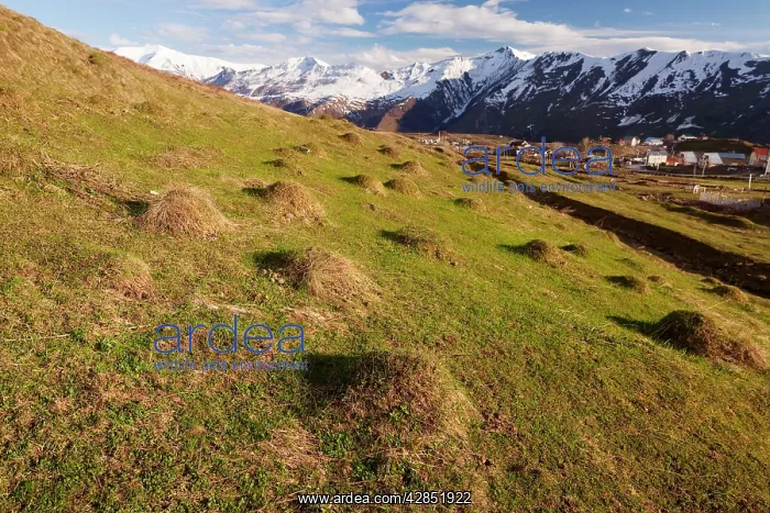 : Anthills in old alpine pasture near Gudauri : Anthills in old alpine pasture near Gudauri