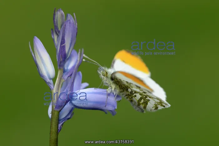 : Anthocharis cardamines : Anthocharis cardamines
