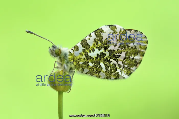 : Anthocharis cardamines : Anthocharis cardamines