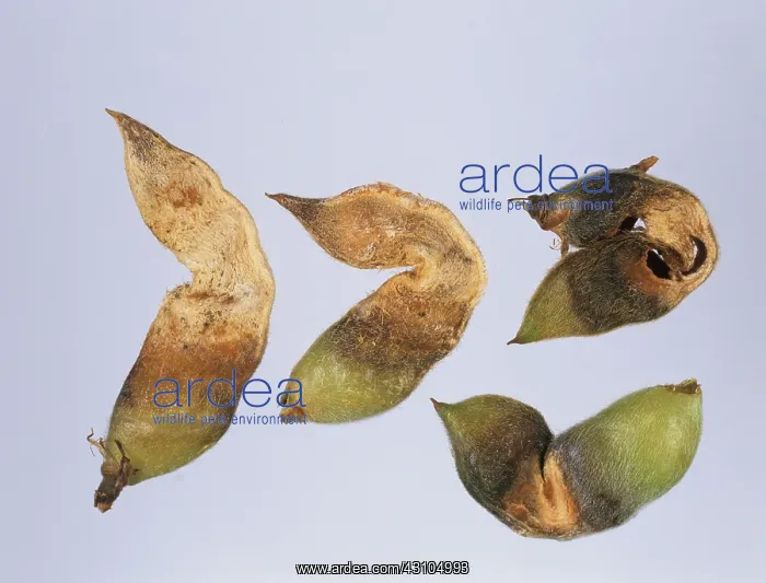 : Anthracnose infection on seedpods : Anthracnose infection on seedpods