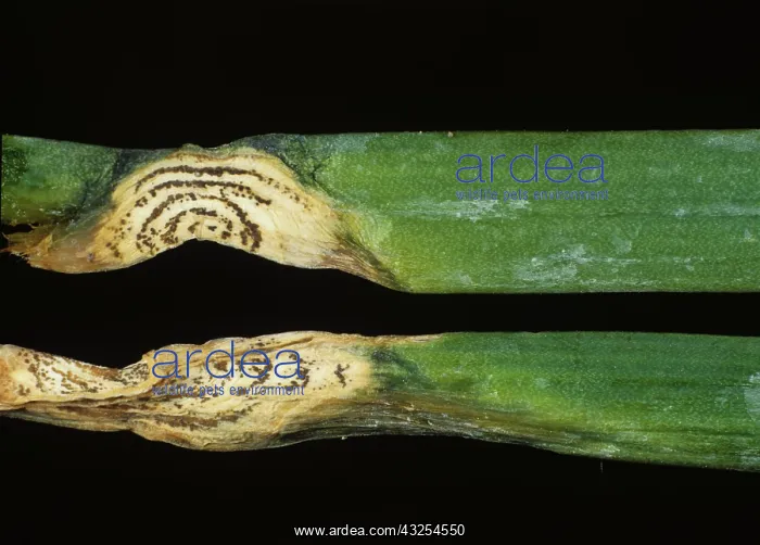 : Anthracnose lesions on leaves of Chives : Anthracnose lesions on leaves of Chives