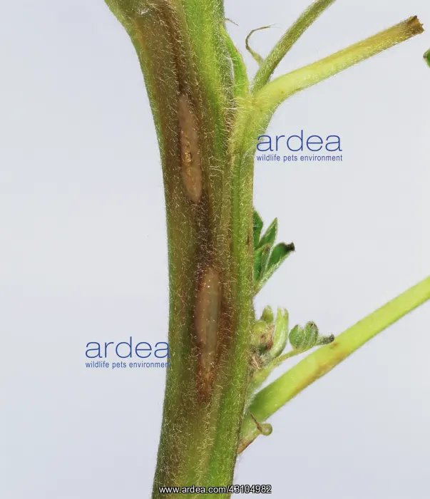 : Anthracnose lesions on lupine stem : Anthracnose lesions on lupine stem