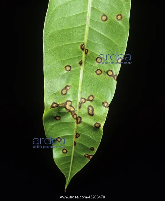 : Anthracnose lesions on mango leaf : Anthracnose lesions on mango leaf