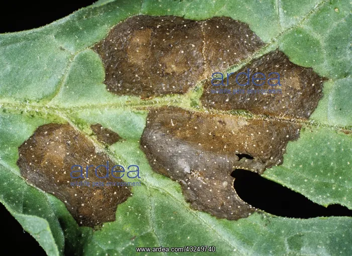 : Anthracnose lesions on a watermelon leaf : Anthracnose lesions on a watermelon leaf