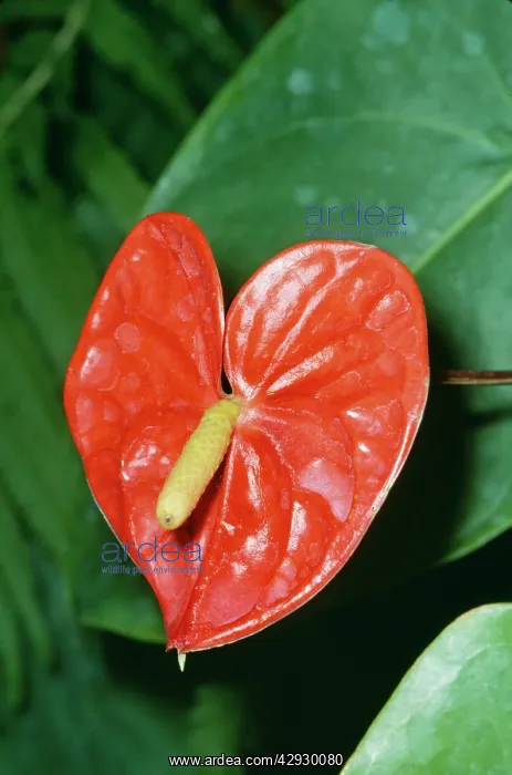 : ANTHURIUM - Close-up of flower : ANTHURIUM - Close-up of flower