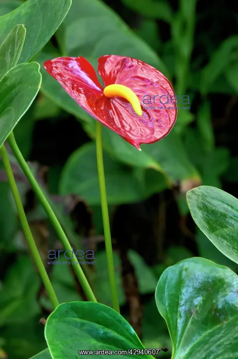 : Anthurium - common name Tail Flower - evergreen : Anthurium - common name Tail Flower - evergreen