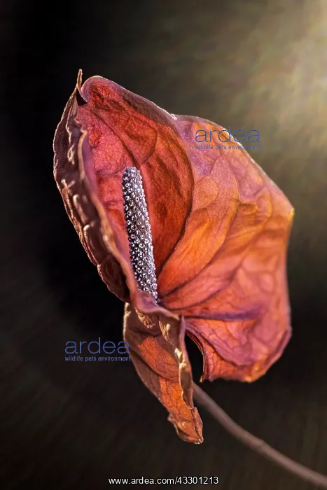 : Anthurium dried spathe and flower : Anthurium dried spathe and flower