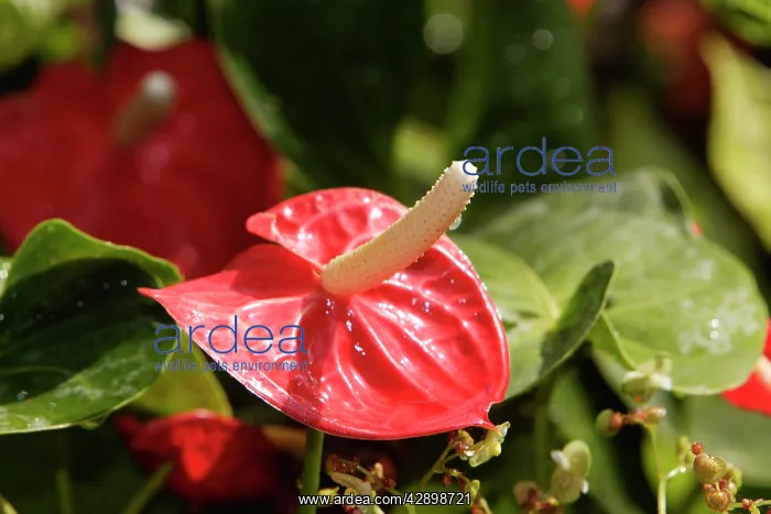 : Anthurium / Flamingo Flower : Anthurium / Flamingo Flower