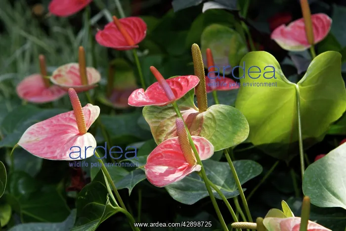 : Anthurium / Flamingo Flower : Anthurium / Flamingo Flower