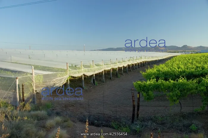 : Anti-bird netting covering vineyard to protect : Anti-bird netting covering vineyard to protect