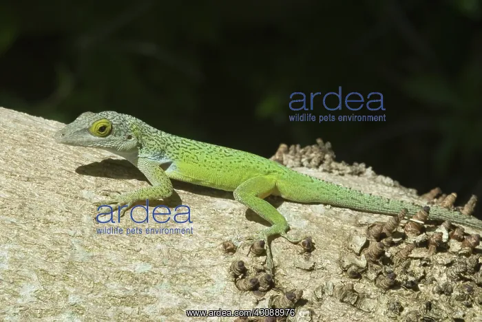 : Antiguan Anole (Anolis leachii) : Antiguan Anole (Anolis leachii)