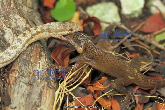 : Antiguan Racer - Eating anole : Antiguan Racer - Eating anole